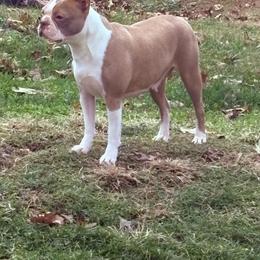 Whisper - Boston Terrier