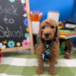 Mikey - Apricot male Goldendoodle puppy in Willacoochee, Georgia from Kitandkboodle's Doodles