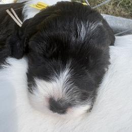 Jan - Black and white female Sheepadoodle puppy in Leeton, Missouri from Jane's Sheepadoodles