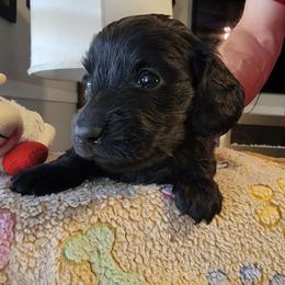 LICORICE - Black female Dachshund puppy in Fort Worth, Texas from Chadwick Farms Mini Dachshunds