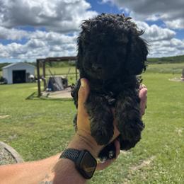 Ren - Sable male Poodle puppy in Hillman, Minnesota from Granite Valley Poodles