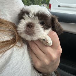 Diamond - Liver and white female Shih Tzu puppy in Kodak, Tennessee from Cutshall Babies