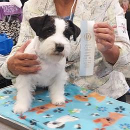 Australian Cattle Dog and Russell Terrier All Grown Up from Karson Russell Terriers & Mystic DK Australian Cattle Dogs
