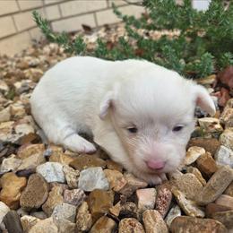 Domino - Blue merle and white female American Corgi puppy in Midway, Arkansas from Wildlings & Wild Things Homestead
