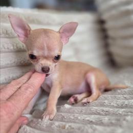 Bitty - Chocolate sabled fawn female Chihuahua puppy in Cape Coral, Florida from Inspired Chihuahuas
