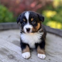 Karamel Sutra - Black tri female Miniature Australian Shepherd puppy in Dayton, Washington from Rafter 22 Aussies