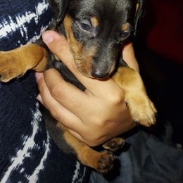 Miniature Pinscher Puppies from NutMeg Min Pins
