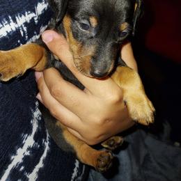 Miniature Pinscher Puppies from NutMeg Min Pins