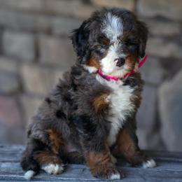 Nana - Merle female Bernedoodle puppy in Dundee, Ohio from Down Home Doodle