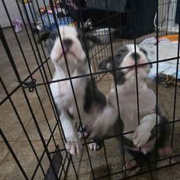 Boston Terrier Puppies from Aronow pups