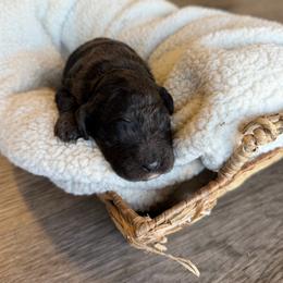 Onyx - Merle male Goldendoodle puppy in Waterford, California from Alvdoodles