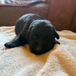 Amigo - Black male German Shepherd puppy in Pittsburg, New Hampshire from Vom Grenze Stadt German Shepherd Dogs