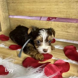 Yorkshire Terrier Puppies from Jennifer Gunn