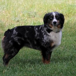 Keeva - Miniature Australian Shepherd