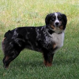Keeva - Miniature Australian Shepherd