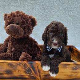 Baloo - Brown and white male Aussiedoodle puppy in Haleyville, Alabama from The Cuddly Dood Ranch