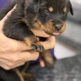 Pink collar - Black and rust female Beauceron puppy in Floyd’s Knobs, Indiana from Birdwing Beaucerons