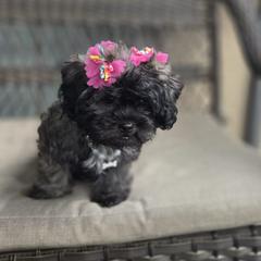 Jade - Brown female Mal-Shi puppy in Apollo Beach, Florida from Gemstone Exclusive Pups of Florida