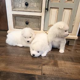 Puppy 2 - White male Samoyed puppy in Oregon City, Oregon from White Cloud Samoyeds