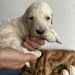 Goldendoodle Puppies from Denim & Doodles
