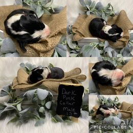 Great Dane Puppies from Cook’s Gentle Giants