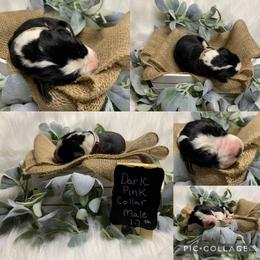 Great Dane Puppies from Cook’s Gentle Giants