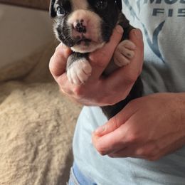 Gi Gi - Brindle female Boxer puppy in Thompson, Pennsylvania from Moonlitboxers