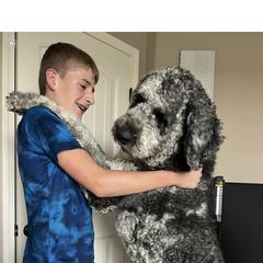 Labradoodle and Saint Berdoodle Puppies from ProAct Canines