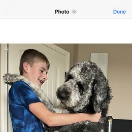 Labradoodle and Saint Berdoodle Puppies from ProAct Canines