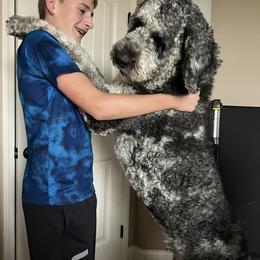 Labradoodle and Saint Berdoodle Puppies from ProAct Canines