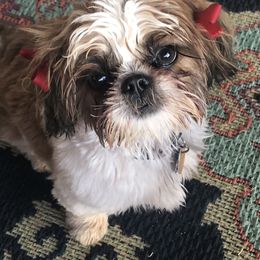 Shih Tzu Puppies from Willow Lane Shih Tzus