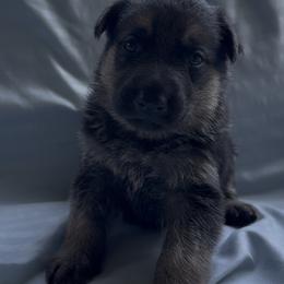 Gunnar - Black and tan male German Shepherd puppy in Perkasie, Pennsylvania from Twila Ruth Herot