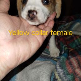 Girl 2 - Beagle puppy from Lacy's Beagles