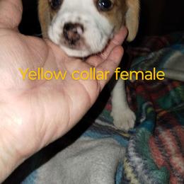 Girl 2 - Beagle puppy from Lacy's Beagles