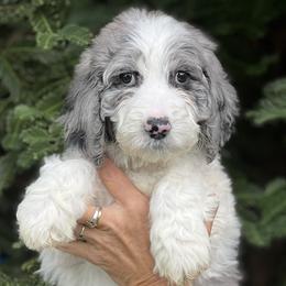 Purple collar girl - female Newfypoo puppy in Fairfield, California from Twin Sisters Doodles