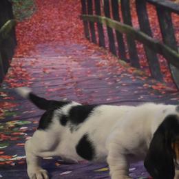 Basset Hound Puppies from Royal Baez Basset