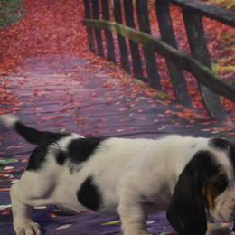 Basset Hound Puppies from Royal Baez Basset