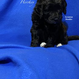 Goldendoodle Puppies from Scranton Goldendoodles