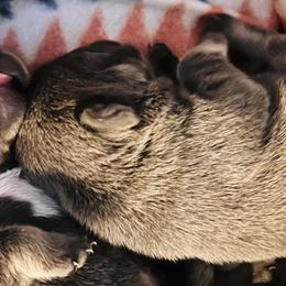 French Bulldogs from Bay Breeze Kennel