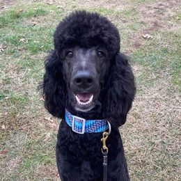 Toby - Poodle