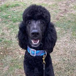 Toby - Poodle