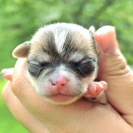 Boy - Black sabled fawn male Chihuahua puppy in Vineland, New Jersey from Royal Companion's