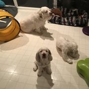 Clumber Spaniel Puppies from Lake Desire Clumber Spaniels
