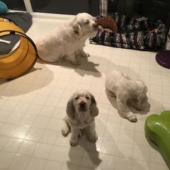 Clumber Spaniel Puppies from Lake Desire Clumber Spaniels
