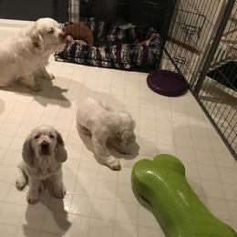 Clumber Spaniel Puppies from Lake Desire Clumber Spaniels