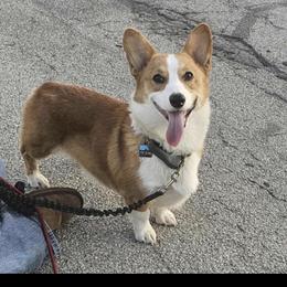 Cowboy - Pembroke Welsh Corgi