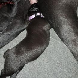 Boy 3 - Black male Cane Corso puppy in Clarksburg, West Virginia from West By God Virginia Cane Corso