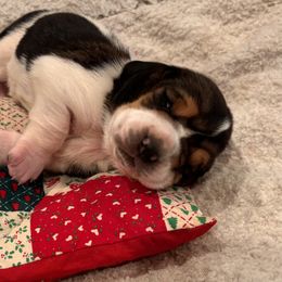 Red collar - - Black brown and white female Basset Hound puppy in Hattiesburg, Mississippi from The Kennels at Tate Farm