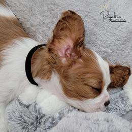 Cavalier King Charles Spaniel Puppies from Royalton Cavaliers