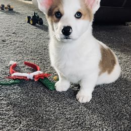 American Corgi and Pembroke Welsh Corgi Puppies from Beebe’s Corgis
